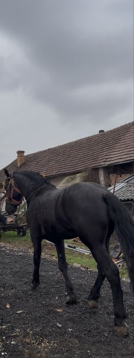 Vand manz de doi ani