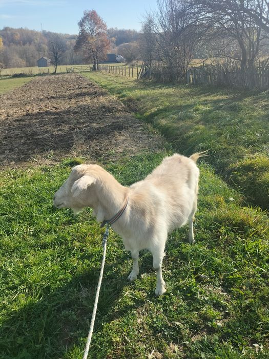 căprițe de vânzare