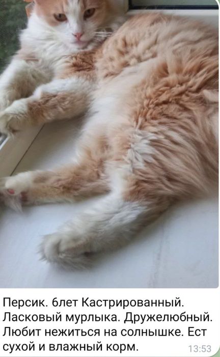 Ищет дом кот Персик!