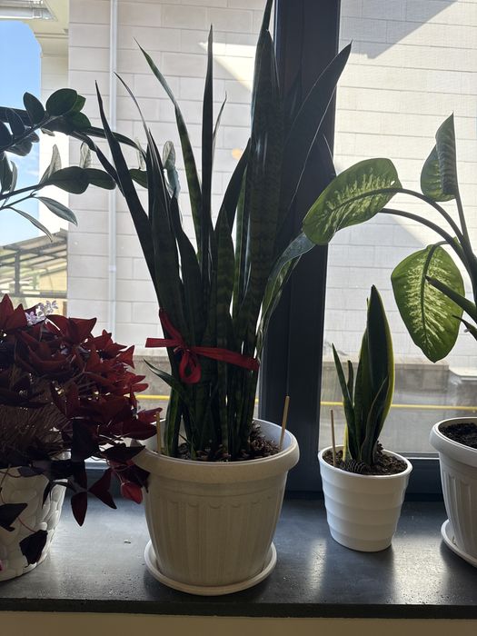 Сансеверия здоровая готовая не надо пересаживать