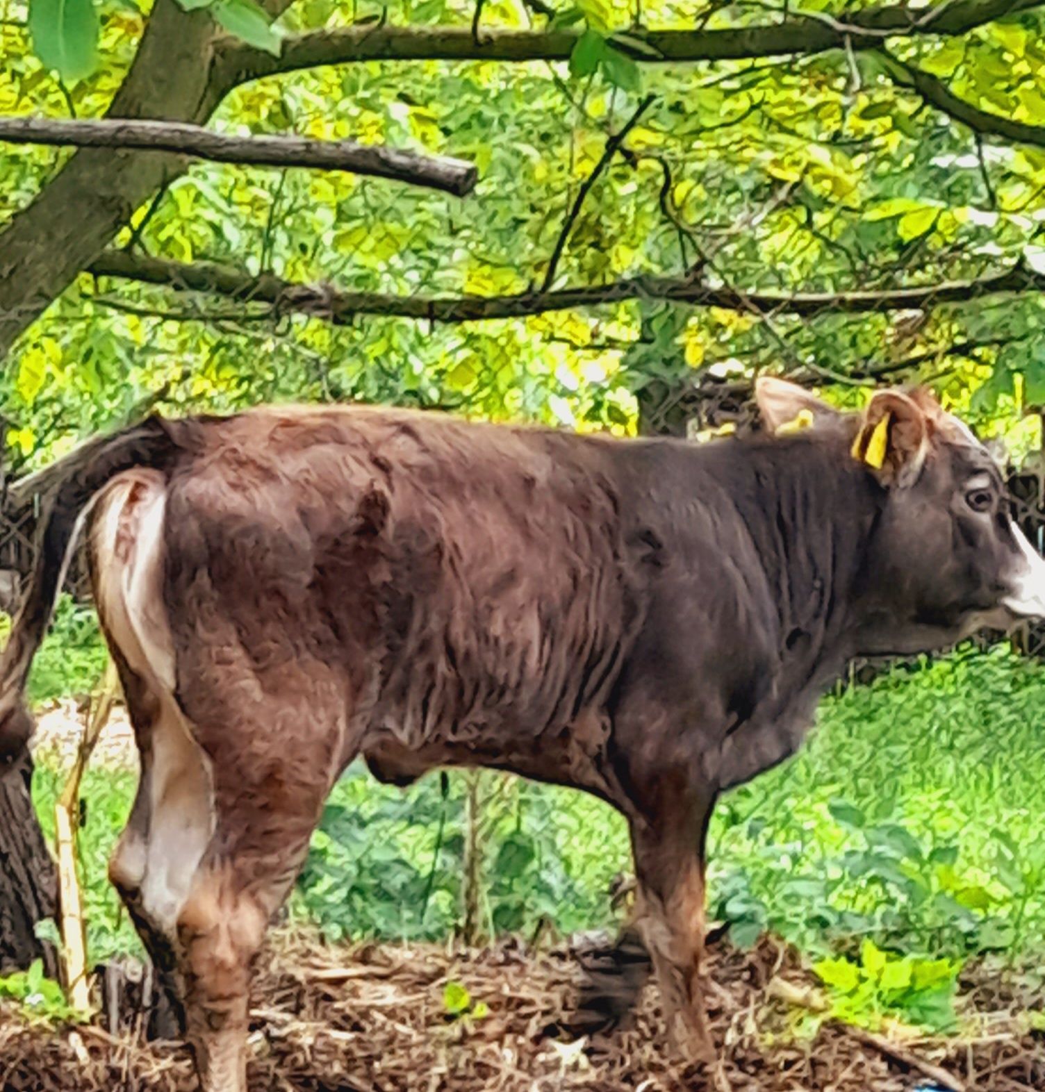 Vitea din vaca foarte bună de lapte