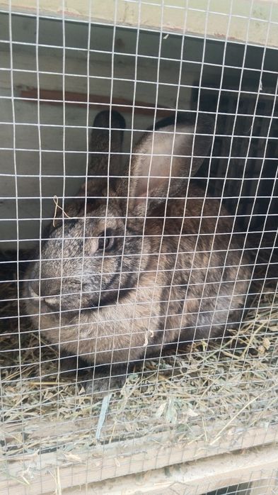 Королик сатылады