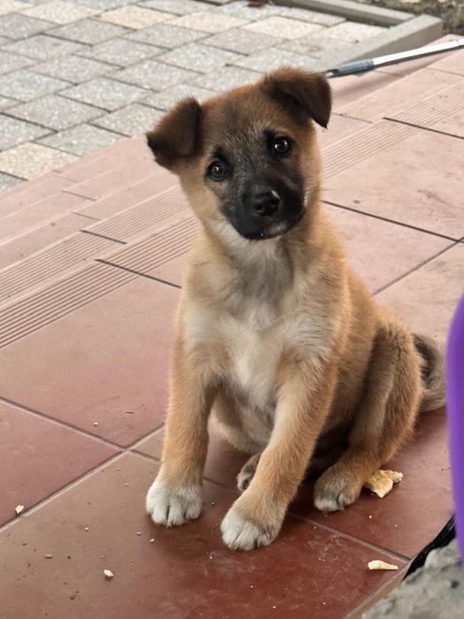 Щенок 3-4 месяца