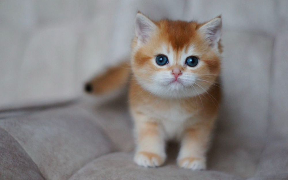 Золотая британская шиншилла мальчик.