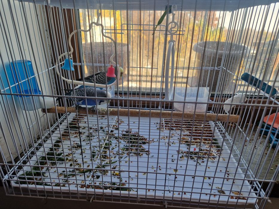 Попугай парочка с клеткой