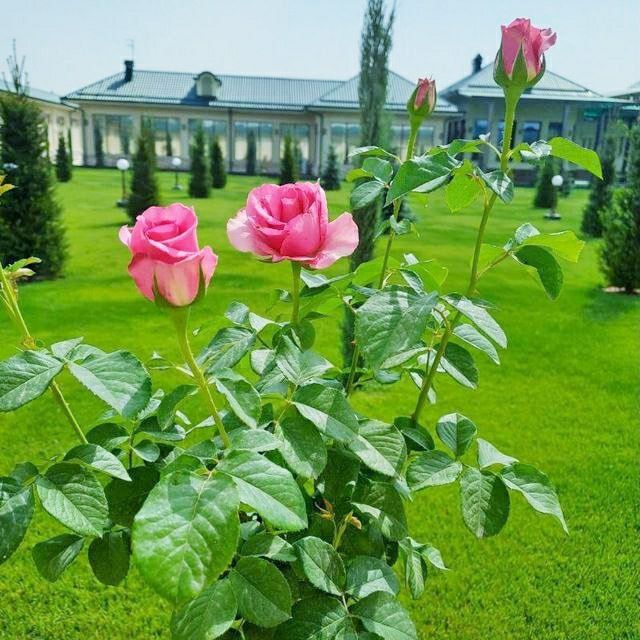 Поссев  бренд  газоны  Автопалив  поливная система  Ландшафтный дизайн