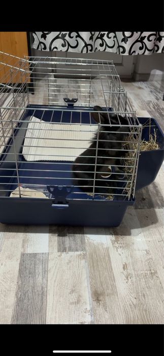 Iepure pitic(Cap de leu)+Cuscă+paie si mancare