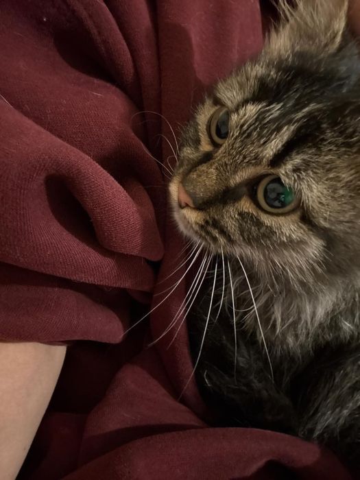 отдам котенка в добрые руки