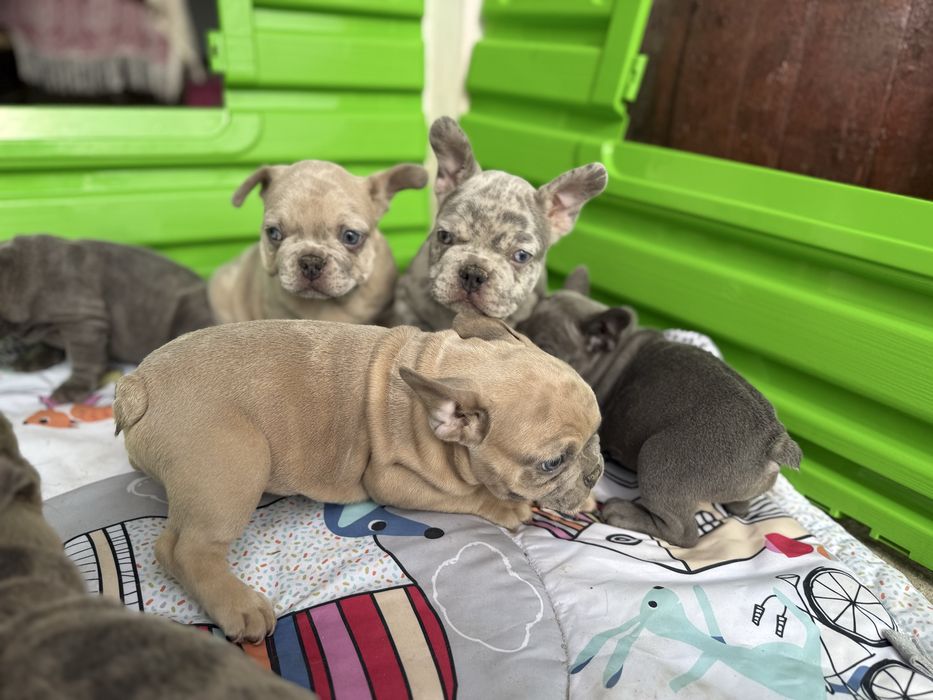 Fetita Bulldog Francez Fawn