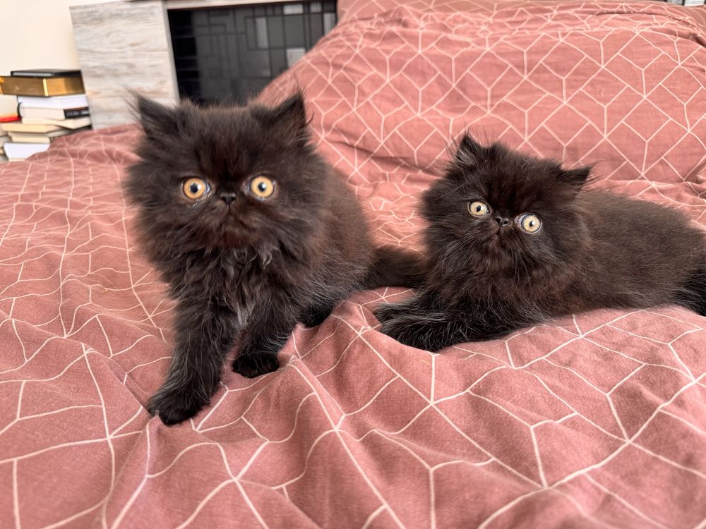 Персийски котенца, котета, котки