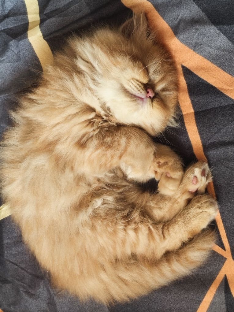 Породисто персийско мъжко коте