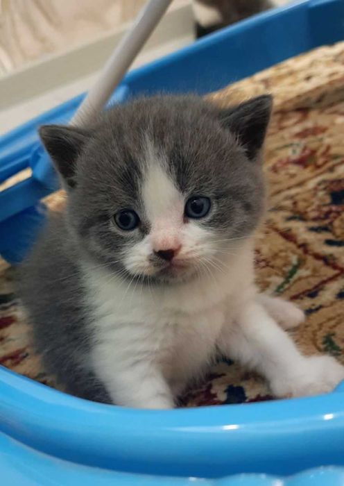 Шотландские котята,фолд и страйт