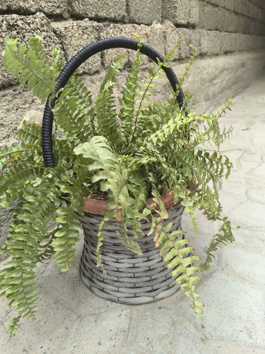 Продам комнатные цветы