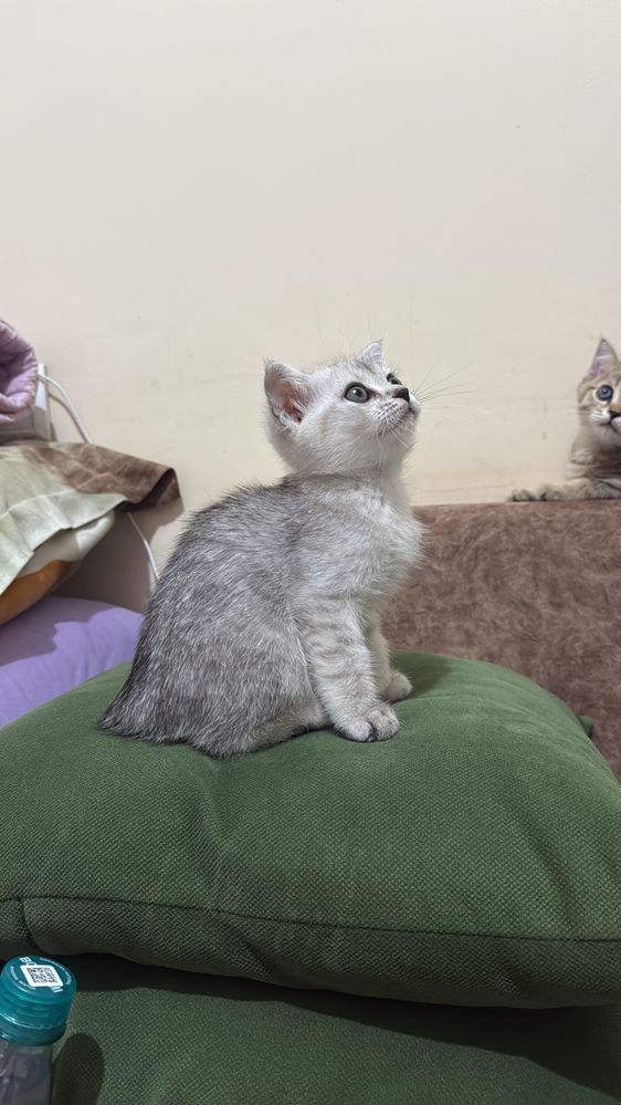 Скотиш страйд (шиншила окрас)
