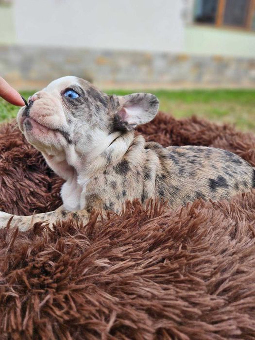 френски булдочета