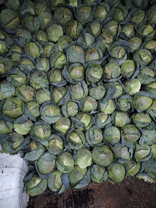 Varza Rosie,Varza alba pt murat si consum in stare proaspata!