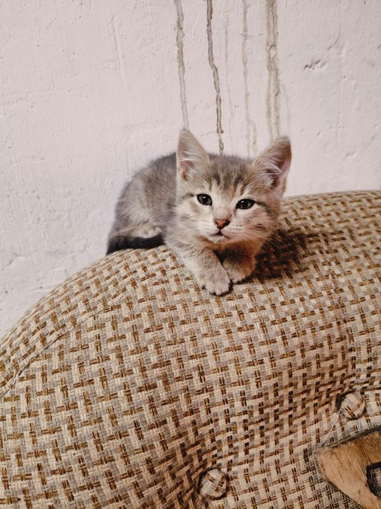 Бесплатно отдам котят.