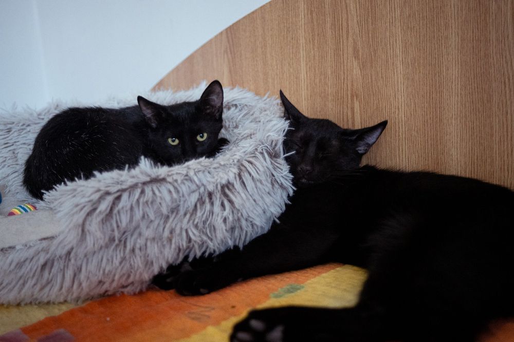 Pui de pisica,pisicuta de adoptat,puiut de pisica pentru adoptie,pisi