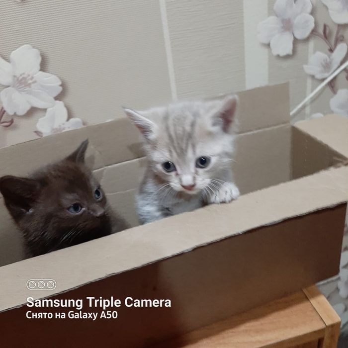 Отдам в хорошие руки