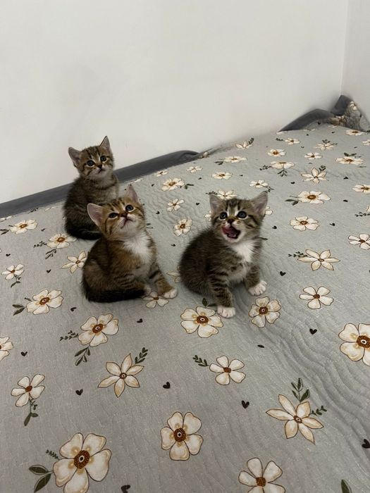 Котята в добрые руки!