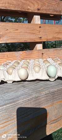 Ouă incubat fazan comun