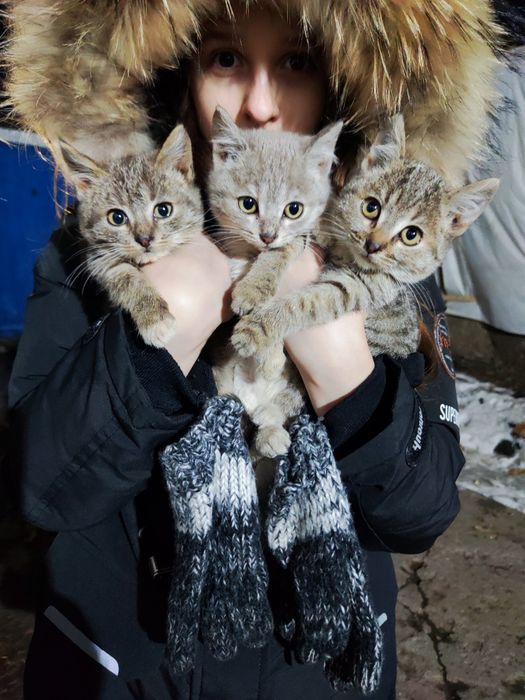 Отдам домашних котят в добрые руки