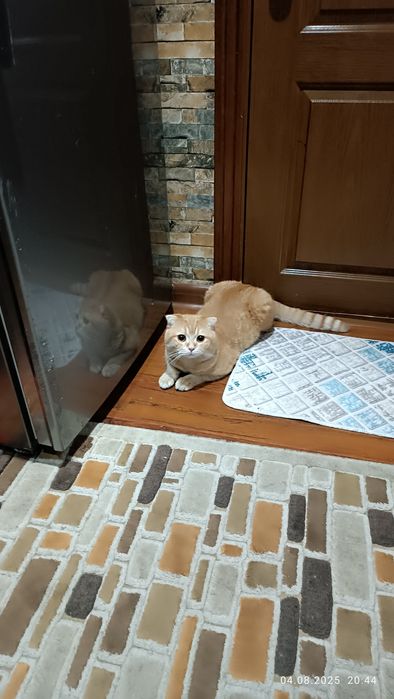 Пропал вислоухий кот Рыжик.