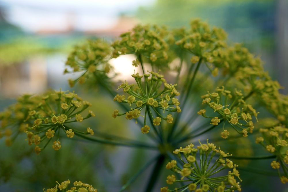 Panasonic Lumix TZ101