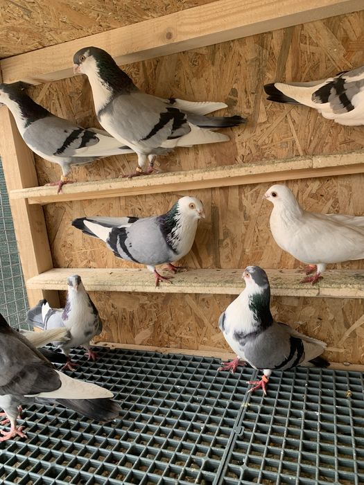 Jucătorii Gălățenii