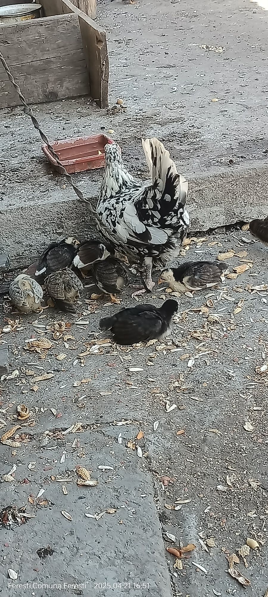 Cocoșei ,găinușe și pui americani