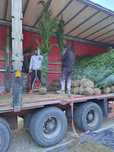 leylandii , Taxus , leylandii Gold Rider, si Chiparos albastru