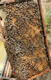 Малки пчелни семейства на 4 рамки