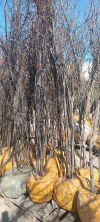 Саженцы лиственных деревьев