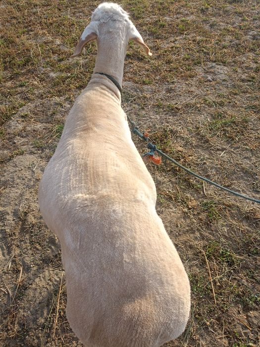 Semiz zotdor qisir qoʻy sotiladi