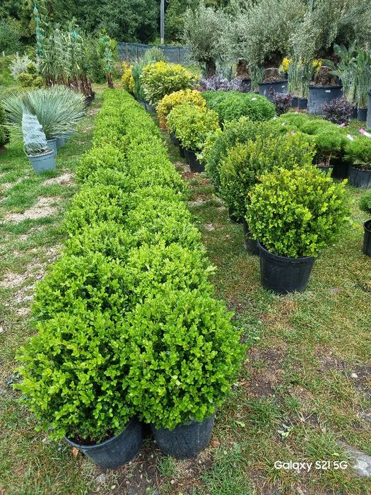 Buxus ornamental – ideal pentru gard viu și decorațiuni