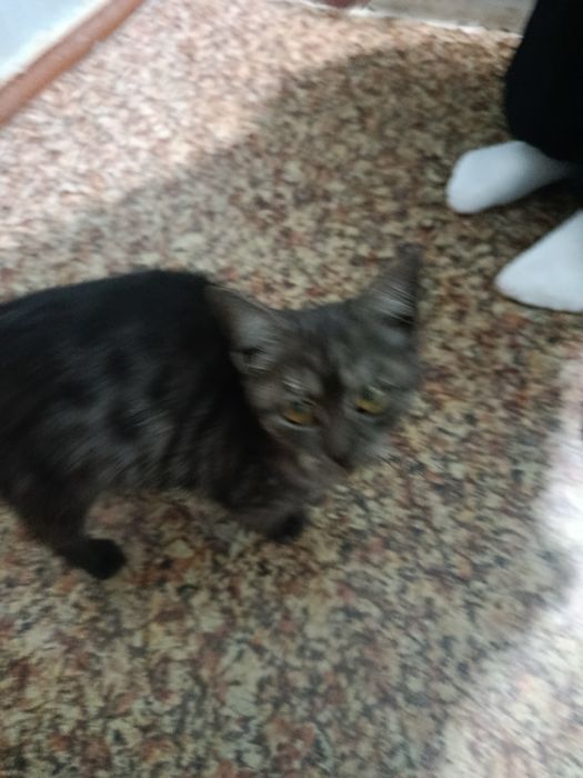 Котенок маленький хороший