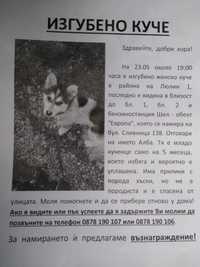Изгубено куче в София