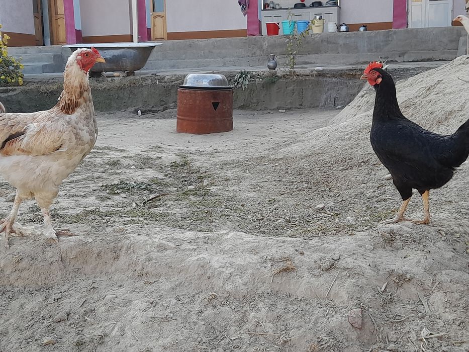 Tovuq xurozlar sotiladi