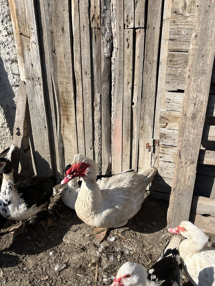 Rațe leșesti crescute bio 150 perecheav