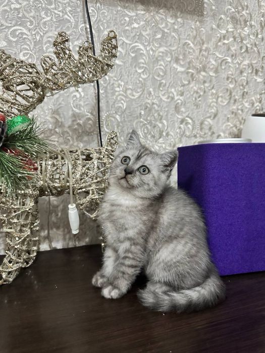 Шатланские вислоухие