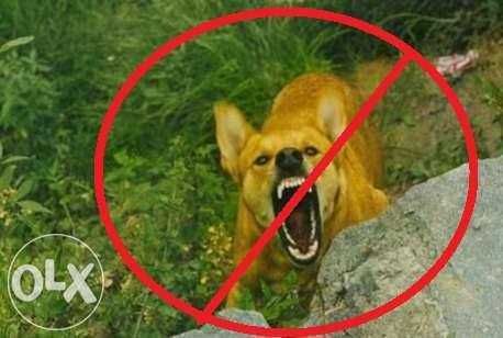 Кучегон ултразвуков + фенер – Прогонва агресивни кучета
