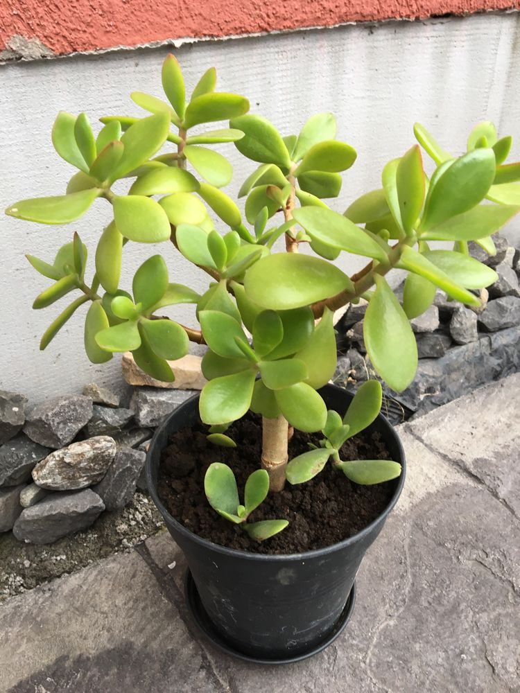 Crassula Ovata 60-200lei