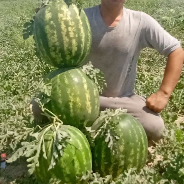 Tarvuz qovin pamdor bodiring dexochik mahsulotlari bor