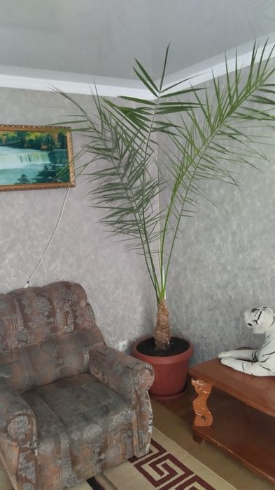 Финиковая пальма