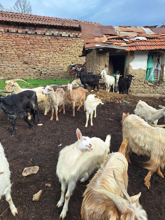 Миналогодишни мъжки пърчове