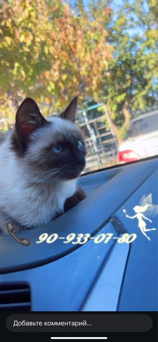 siyam mushugi sotiladi