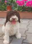 Lagotto romagnolo disponibil