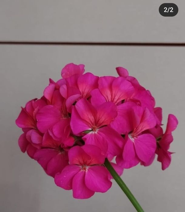 Герань пеларгонию продам