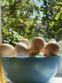 Инкубационные яйца индюшиные