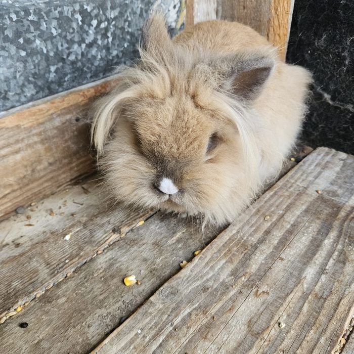Iepuraș drăgălaș își caută familie